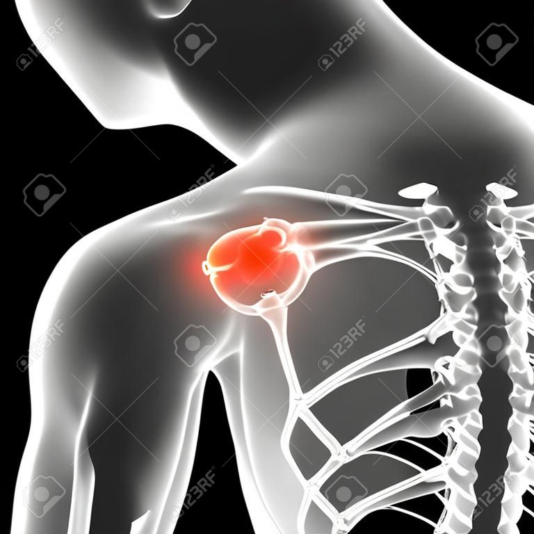 Shoulder / Scapula / Clavicle - Anatomy Bones isolated on schwarz