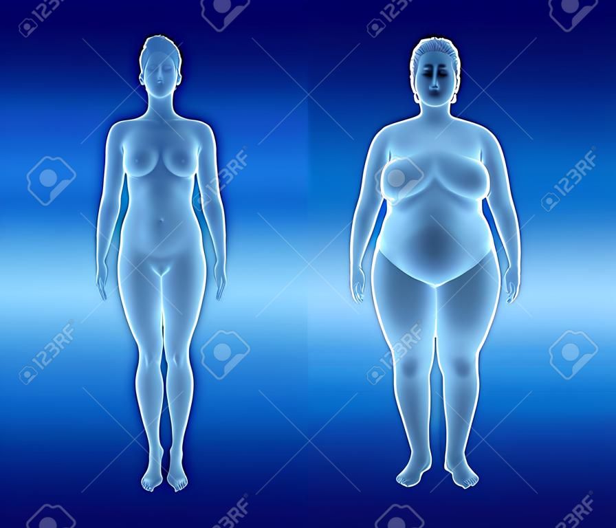 3d illustration of fat and thin woman. x-ray view