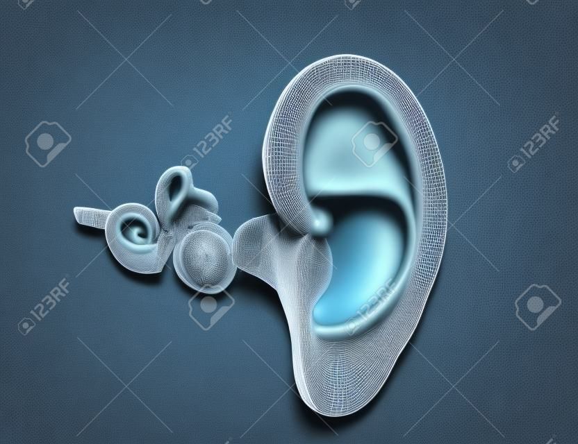 3D illustration of ear anatomy with Eardrum, malleus, incus and stapeson