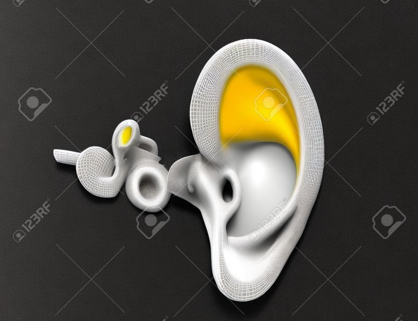 Ilustração 3D da anatomia do ouvido com Eardrum, malleus, incus e stapeson