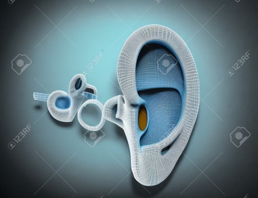 3D ilustracja anatomii ucha z bębenka, młoteczka, kowadełka i stapeson