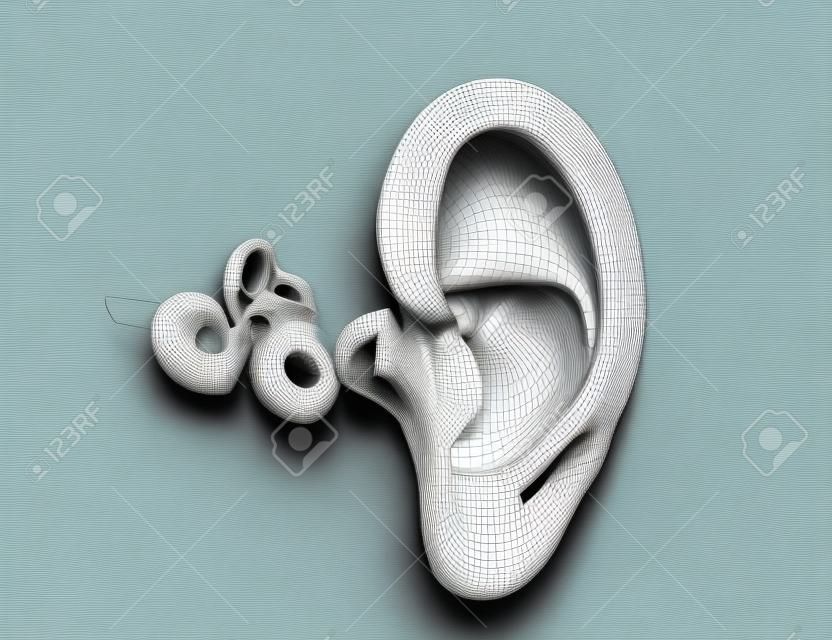 3D ilustracja anatomii ucha z bębenka, młoteczka, kowadełka i stapeson