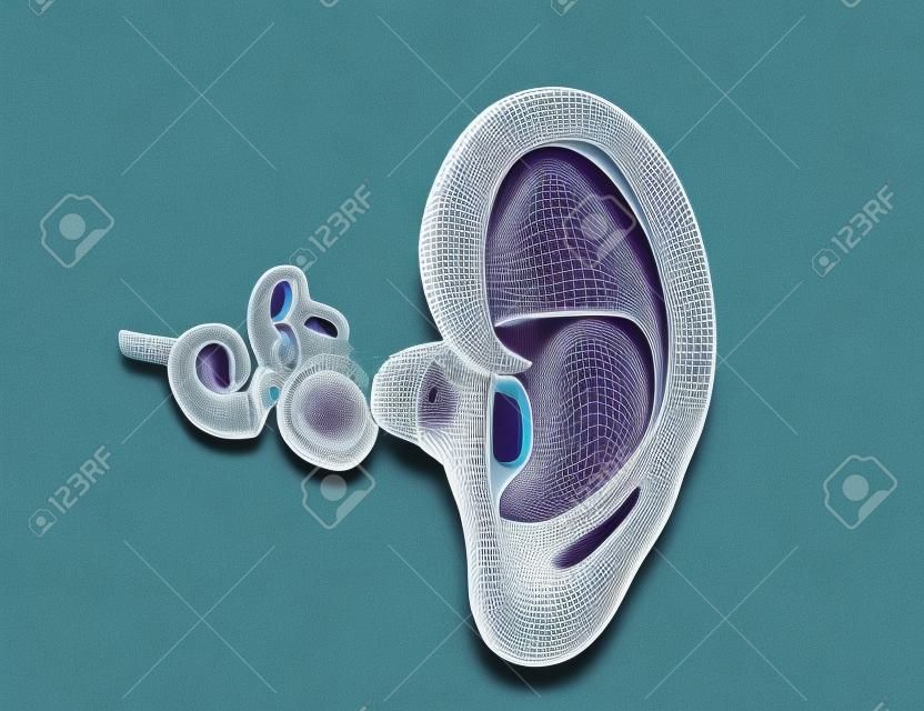 Ilustración 3D de la anatomía del oído con tímpano, martillo, yunque y stapeson