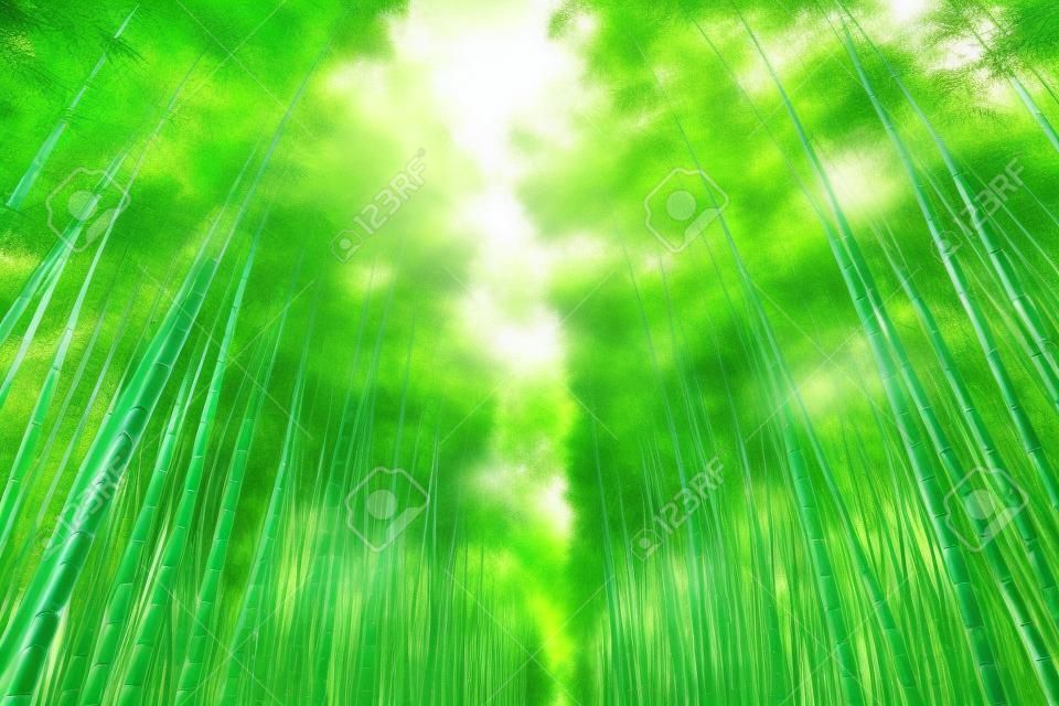 Bosque de bambú verde fresco