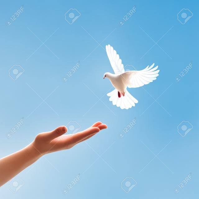 Witte duif die met een hand in de lucht vliegt op een blauwe achtergrond