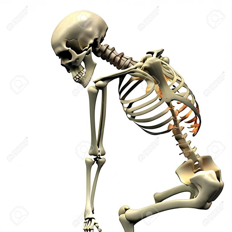 Representación 3D de un esqueleto humano en una posición sugiriendo el dolor de espalda, inclinado sobre con las manos sosteniendo el área lumbar