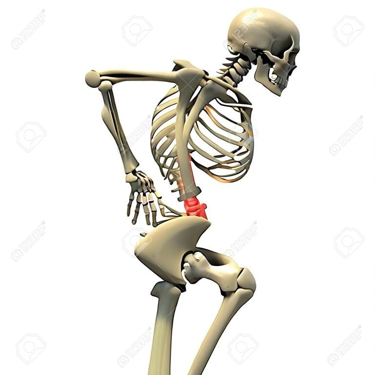 3D rendering of a human skeleton in a position suggesting back pain, hunched over with the hands holding the lumbar area