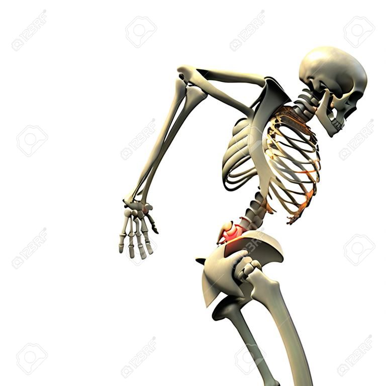 3D rendering of a human skeleton in a position suggesting back pain, hunched over with the hands holding the lumbar area