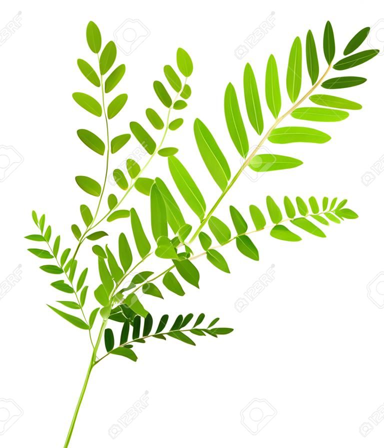 acacia branch isolated