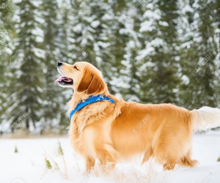 友好的金毛獵犬走在雪地冬季公園