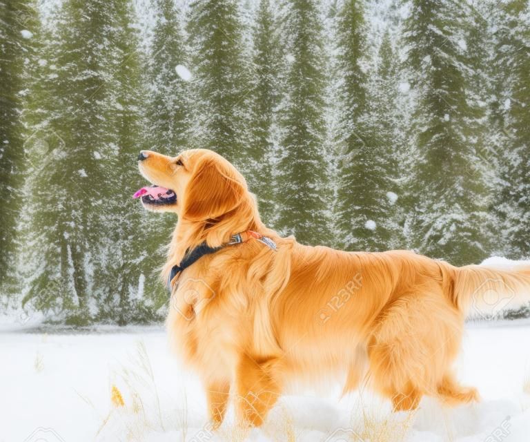 友好的金毛獵犬走在雪地冬季公園