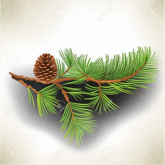 Pine branch and pine cone natural background vector illustration