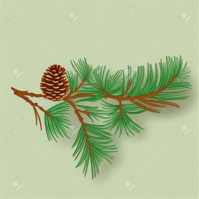 Rama de pino y pino de cono natural de fondo ilustración vectorial