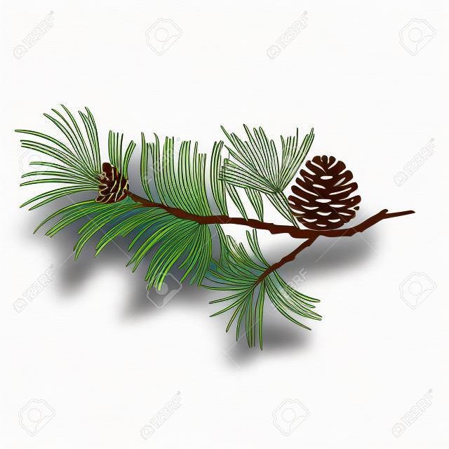 松の木の枝と白い背景ベクトル図の編集可能な手に円錐形の松を描く