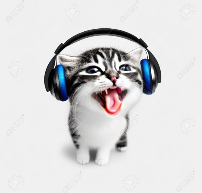 gatinho ouve música em fones de ouvido, no fundo branco, isolado, focinho closeup