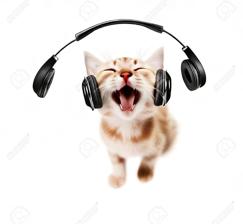 kitten listens to music in earphones, on white  background , isolated, closeup  muzzle