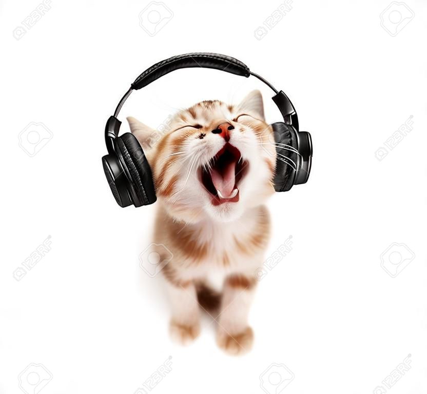 kitten listens to music in earphones, on white  background , isolated, closeup  muzzle