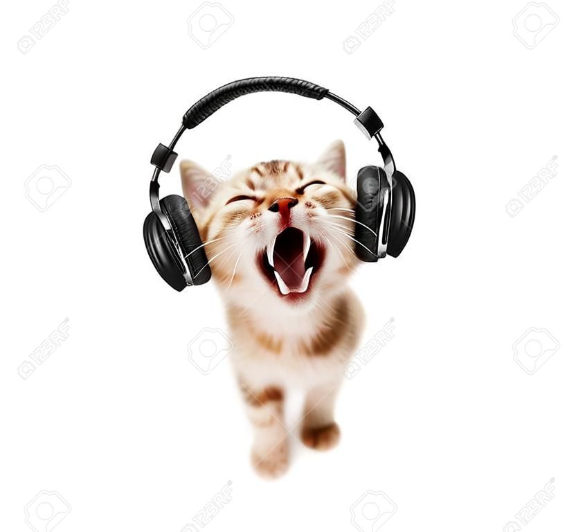 gatinho ouve música em fones de ouvido, no fundo branco, isolado, focinho closeup