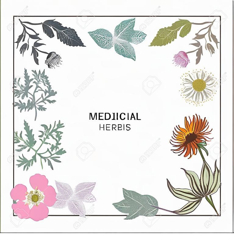Frame with collection of medicinal herbs. Rosehip, calendula, chamomile, milk thistle, wormwood, mint, plantain.