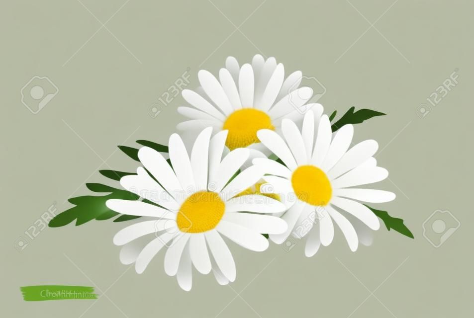 透明な背景に分離されたカモミールの花。カモミールの花のリアルなベクトルイラスト。