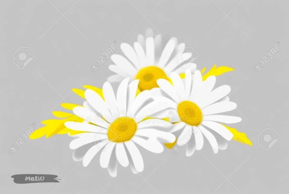透明な背景に分離されたカモミールの花。カモミールの花のリアルなベクトルイラスト。