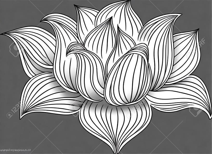Vector Negro y Flor de loto blanco dibujado en el estilo de dibujo. Línea de arte