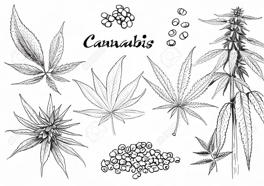 Cannabis hand getrokken. Hennep zaden, blad schets en cannabis plant vector illustratie set. Verzameling van elegante monochrome botanische tekeningen van marihuana bladeren en bloemknoppen in vintage stijl.