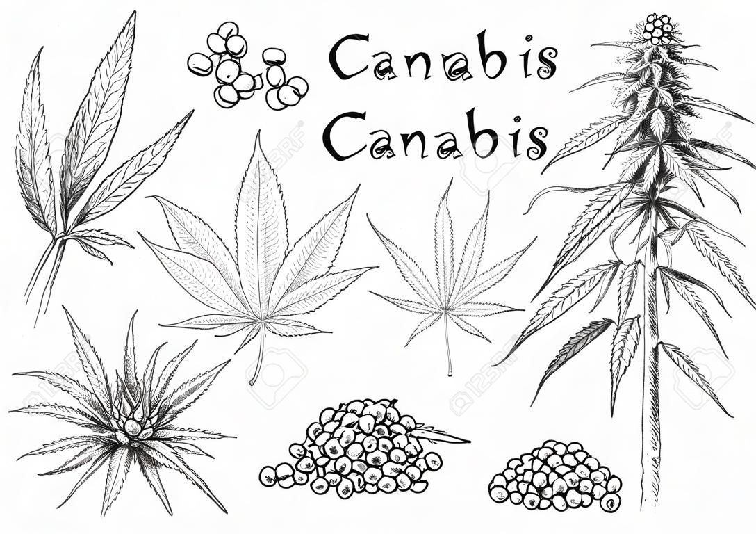 Cannabis hand getrokken. Hennep zaden, blad schets en cannabis plant vector illustratie set. Verzameling van elegante monochrome botanische tekeningen van marihuana bladeren en bloemknoppen in vintage stijl.