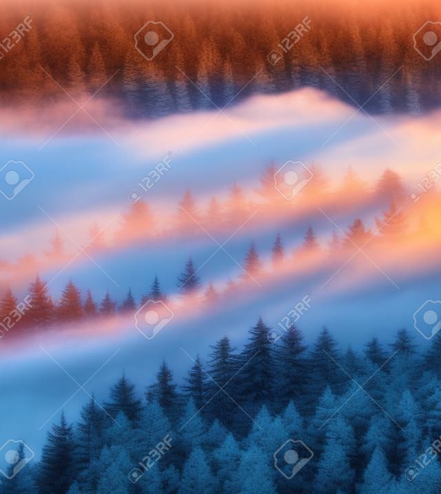 Beautiful coniferous forest with fog at sunset.