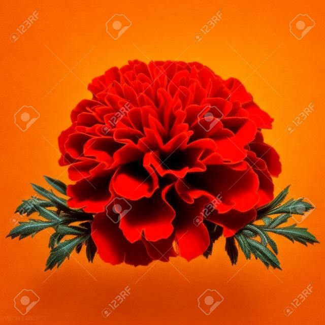 Flor de calêndula vermelha (Tagetes patula) isolada no fundo branco