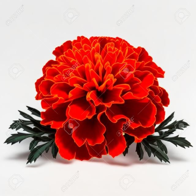 Flor de calêndula vermelha (Tagetes patula) isolada no fundo branco