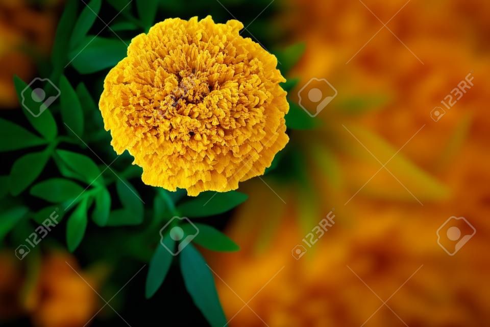 Dark close up image of yellow marigold flower. Contrast orange Tagetes papposa blossom on deep blue leaves background