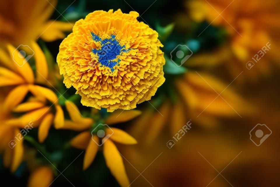 Dark close up image of yellow marigold flower. Contrast orange Tagetes papposa blossom on deep blue leaves background