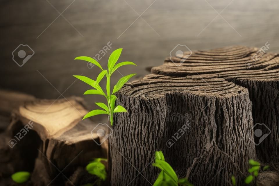 古い概念からの新しい成長。新しい芽や苗を成長させるリサイクルされた木の切り株。暖かい灰色の質感とリングを持つ古いログ。緑の葉と柔らかい芽を持つ若い木。- 画像