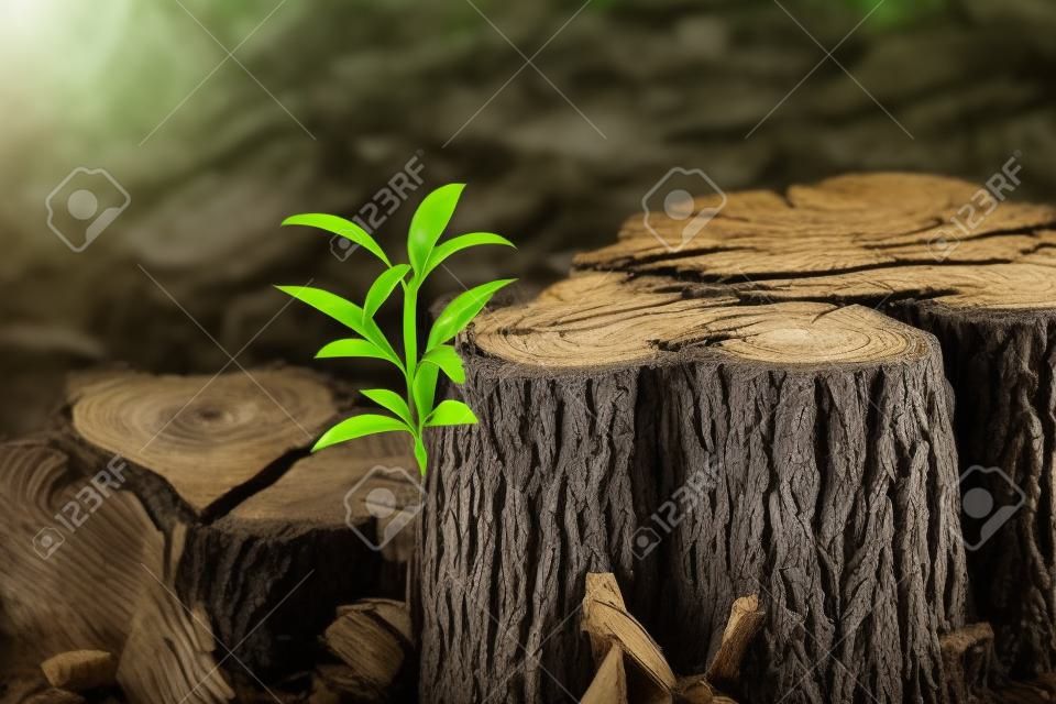 Nieuwe groei van oud concept. Gerecycleerde boomstronk groeit een nieuwe kiemen of zaailing. Verouderd oud logboek met warme grijze textuur en ringen. Jonge boom met groene bladeren en tedere scheuten. - Afbeelding