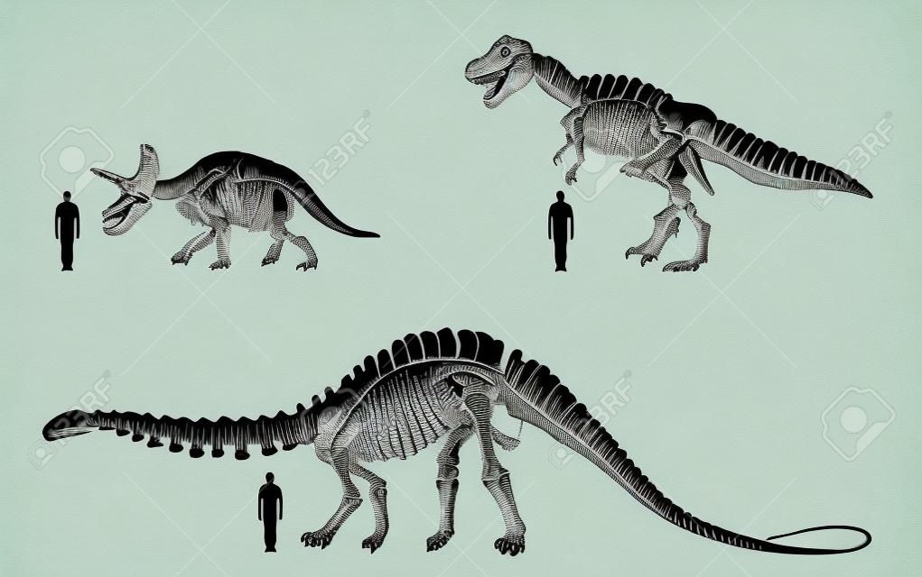 dinosaur bone illustration
