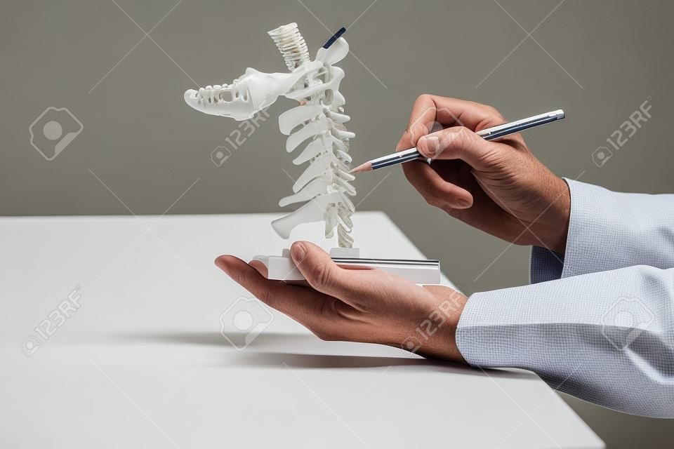 Médico con lápiz para demostrar la anatomía del modelo de columna cervical humana artificial en consultorio médico