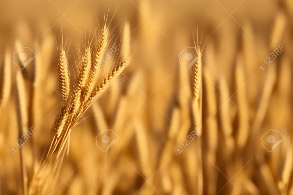 Spikelets of wheat on old wooden table