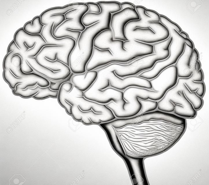 Вид сбоку рисунок человеческого мозга