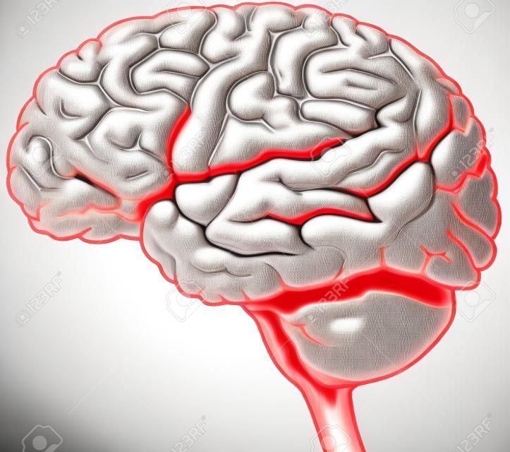 Вид сбоку рисунок человеческого мозга