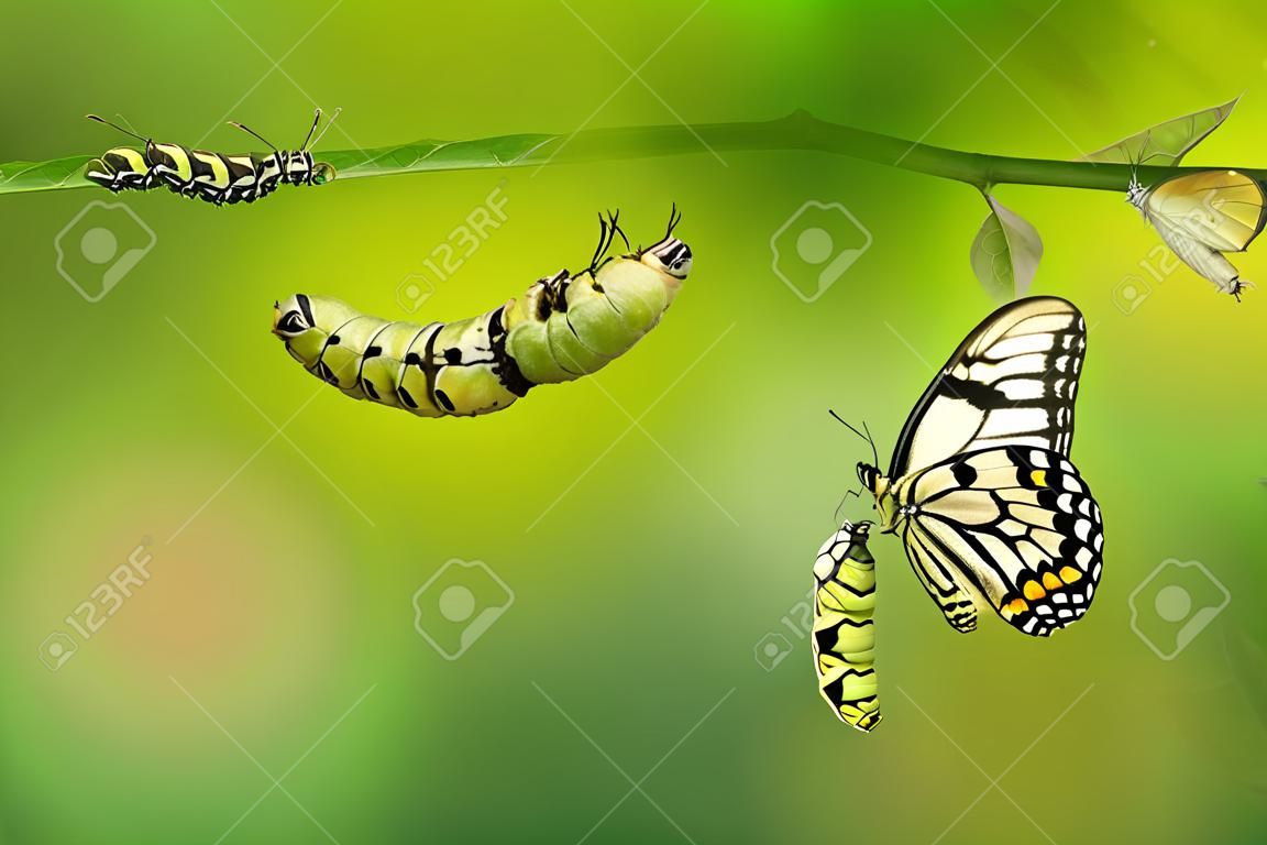 Farfalla di lime o farfalla di limone (Papilio demoleus) ciclo di vita, dal bruco alla pupa e la sua forma adulta, isolato su sfondo di natura con tracciato di ritaglio