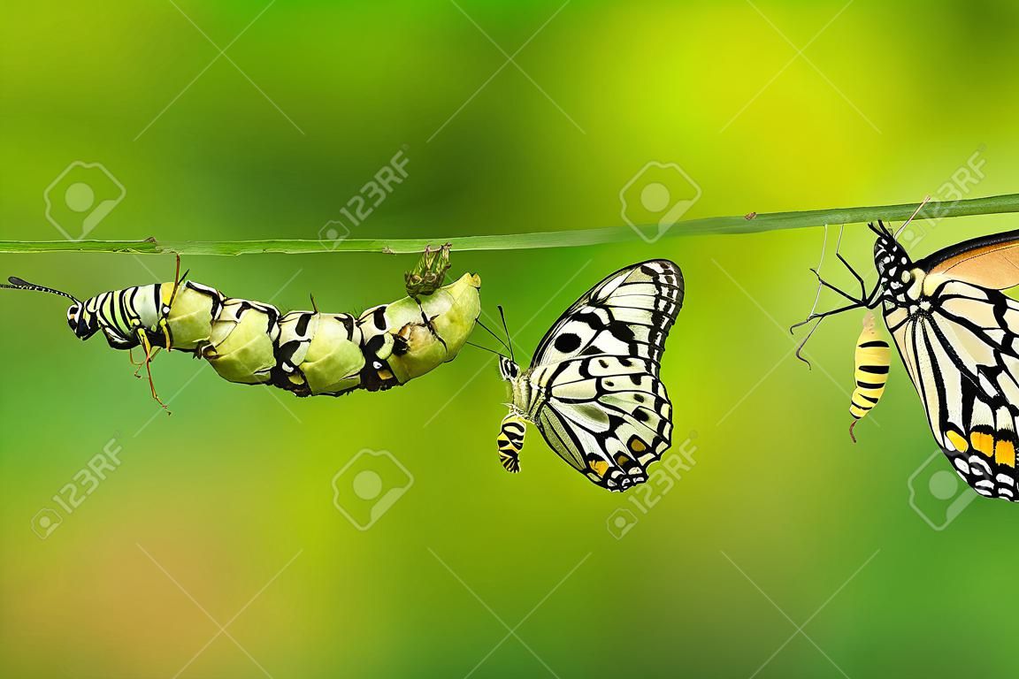 Farfalla di lime o farfalla di limone (Papilio demoleus) ciclo di vita, dal bruco alla pupa e la sua forma adulta, isolato su sfondo di natura con tracciato di ritaglio