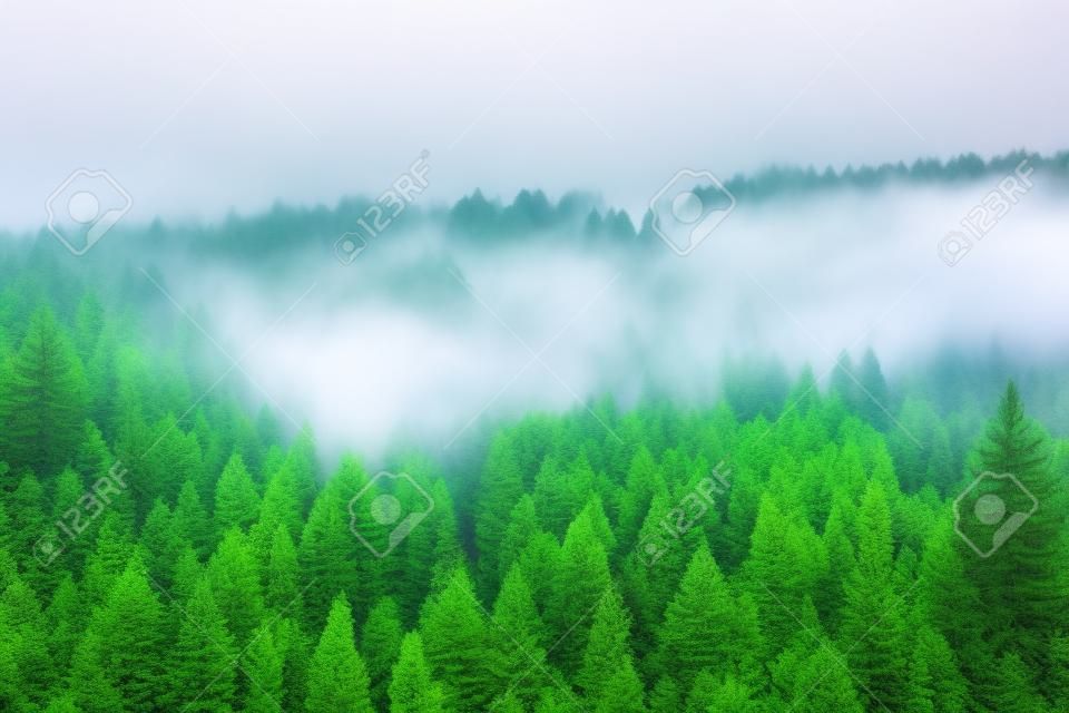 Misty beech forest on the mountain slope in a nature reserve.