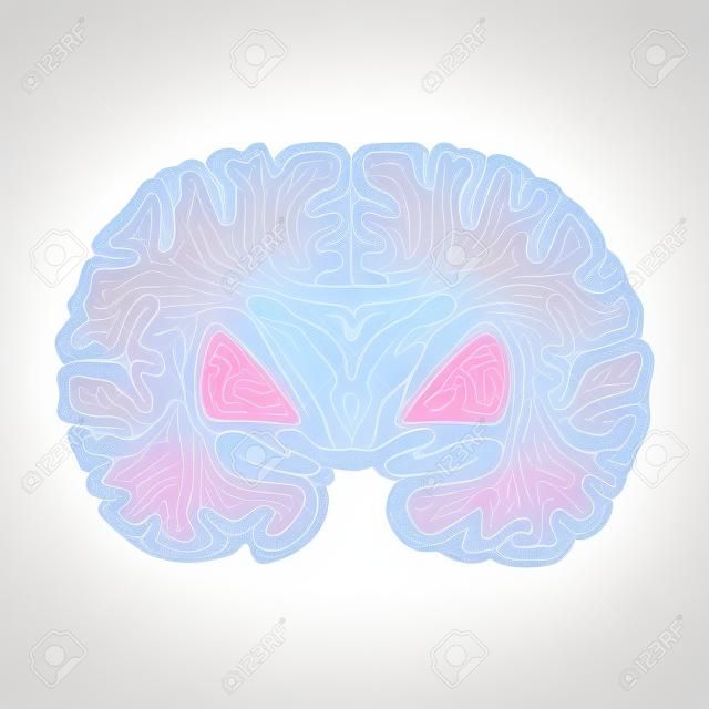 기저핵 및 흰색 배경에 고립 된 시상의 핵을 보여주는 뇌
