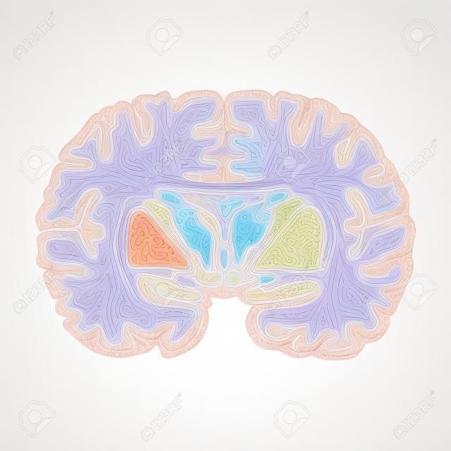 Mózgu pokazując zwojach podstawy mózgu i jąder wzgórza na białym tle