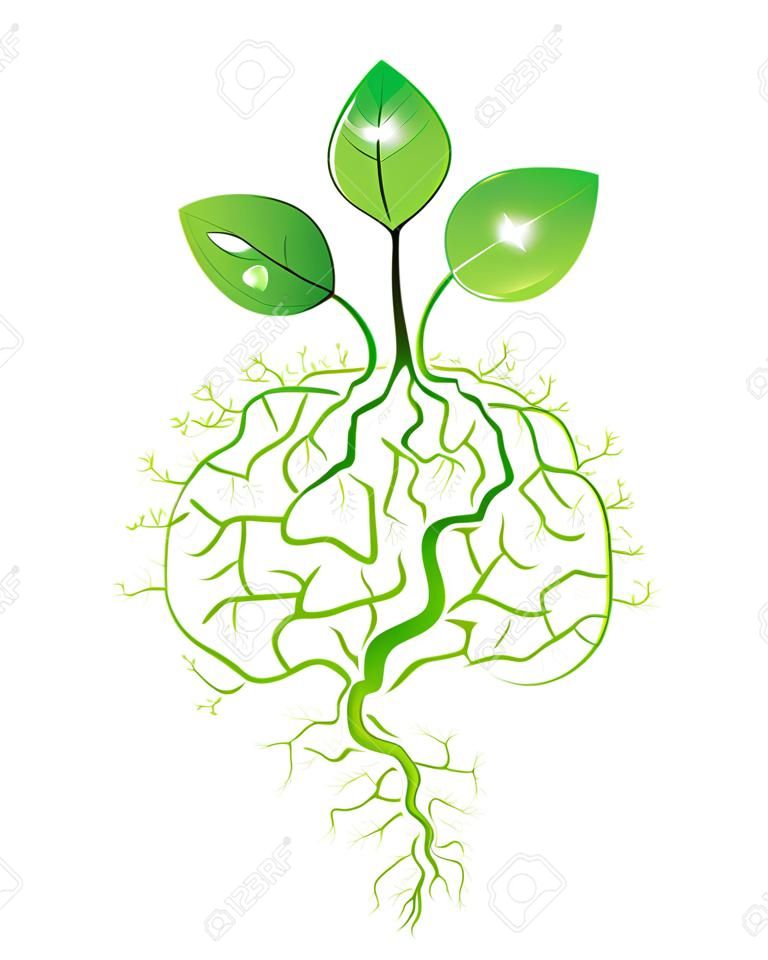 Young plant with brain root, vector