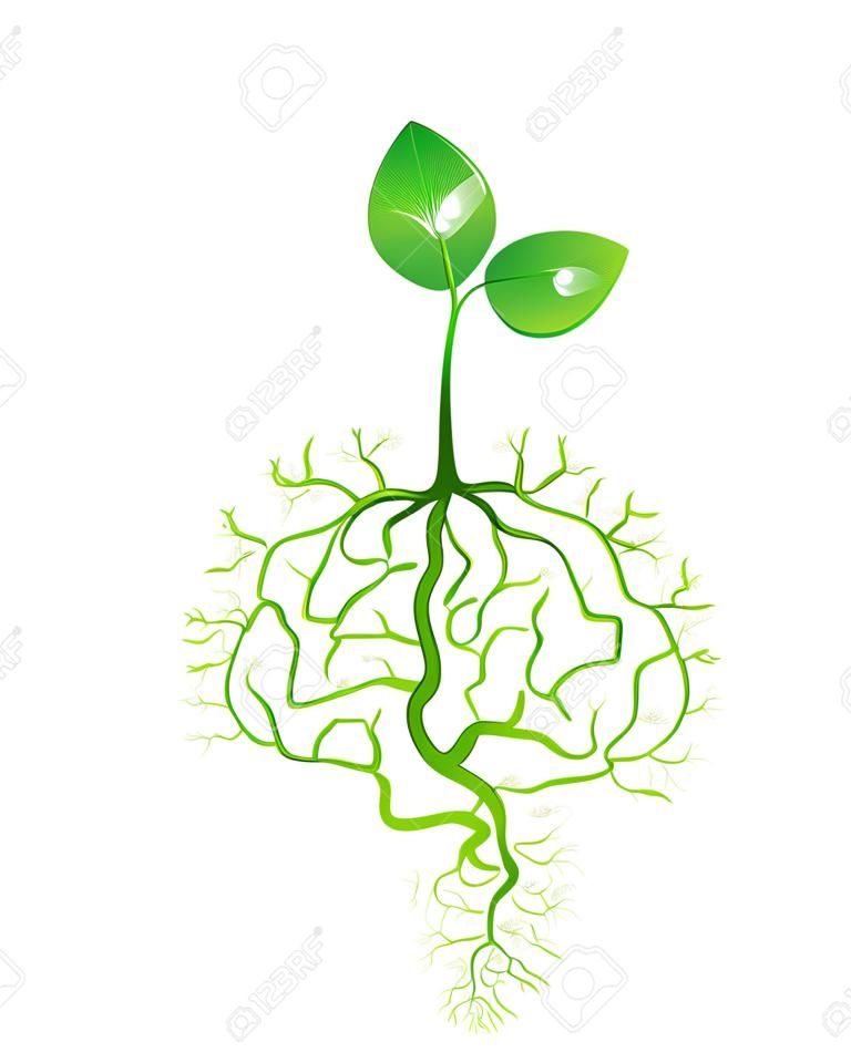 Jóvenes de plantas con raíz de cerebro, vector