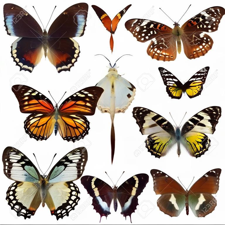 Colección de la mariposa aislada en blanco