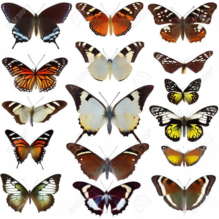 Colección de la mariposa aislada en blanco