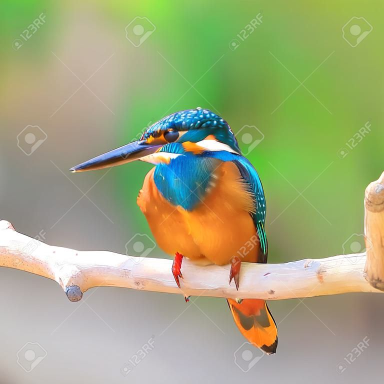 Un bel oiseau pêcheur, mâle Kingfisher commun (Alcedo athis), perché sur une branche